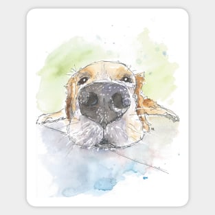 Golden Retriever portrait. Sticker